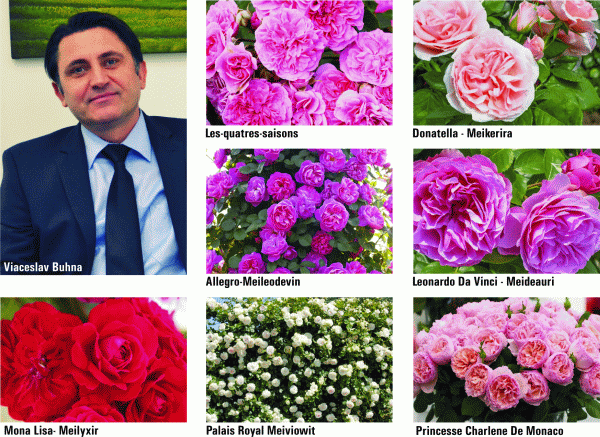 Famous Roses vinde, la noi şi în Europa, trandafiri franţuzeşti medaliaţi