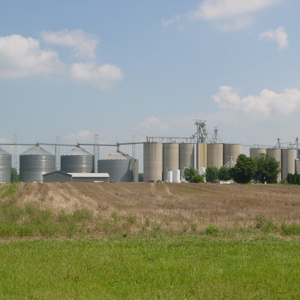 FAO: Preţul alimentelor s-a stabilizat în februarie