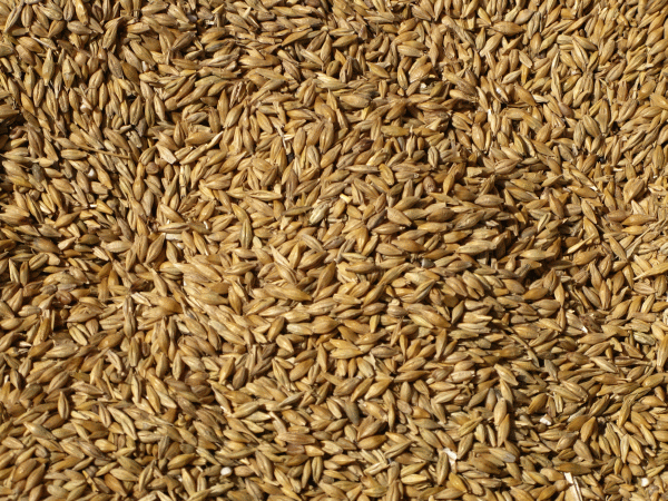 Grâu modificat genetic cultivat ilegal în SUA