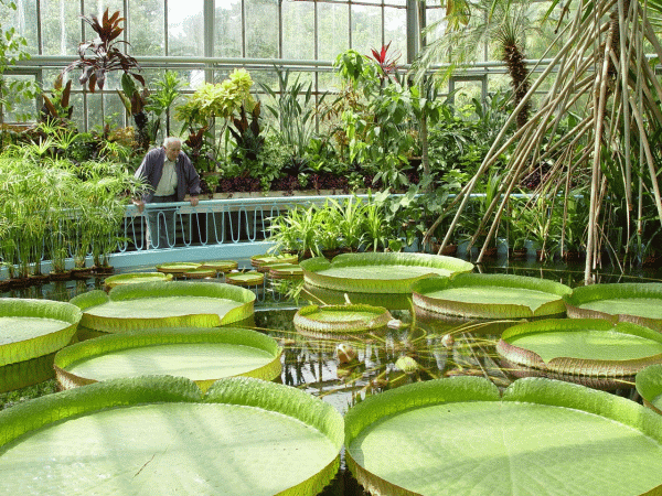 Primăria Hunedoara şi-a propus să amenajeze o grădină botanică