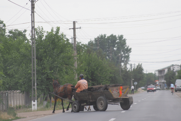 Introducerea RCA pentru căruţe este o "eroare materială", măsura va fi discutată