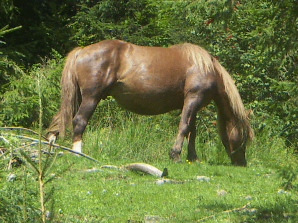 Păşunatul animalelor domestice pe terenul agricol, permis 