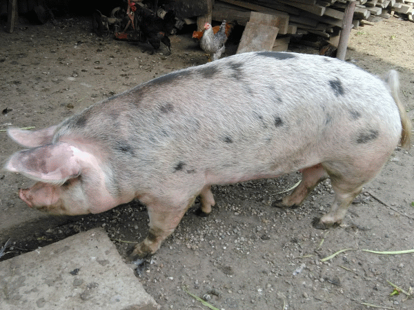 Tradiţiile au scăzut numărul de votanţi din mediul rural