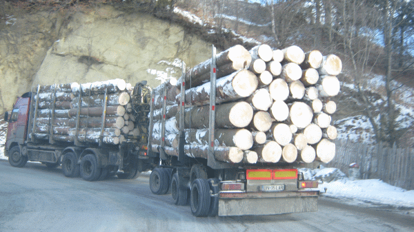 "Holzindustrie Schweighofer" susţine că face tot posibilul pentru a împiedica tăierile ilegale de lemn