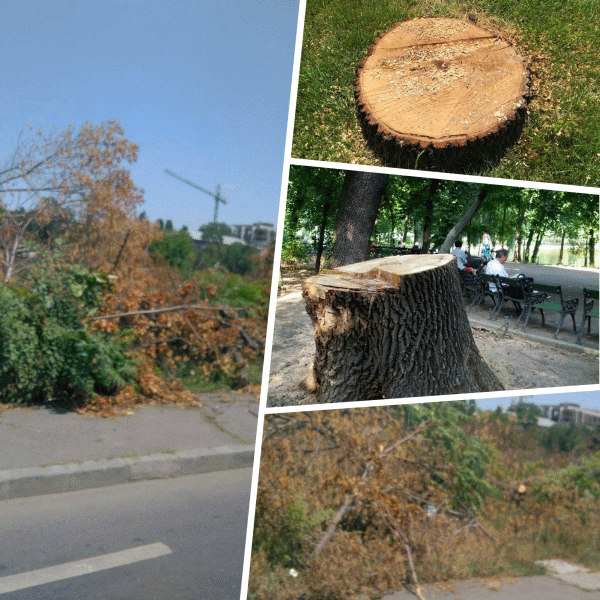 Protest al vânătorilor şi pescarilor în faţa Direcţiei Silvice Sibiu cerând stoparea tăierilor ilegale de păduri