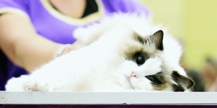 Expoziţia Internaţională Felină de Primăvară - SofistiCAT (Sursa foto: Ovidiu Moisin)