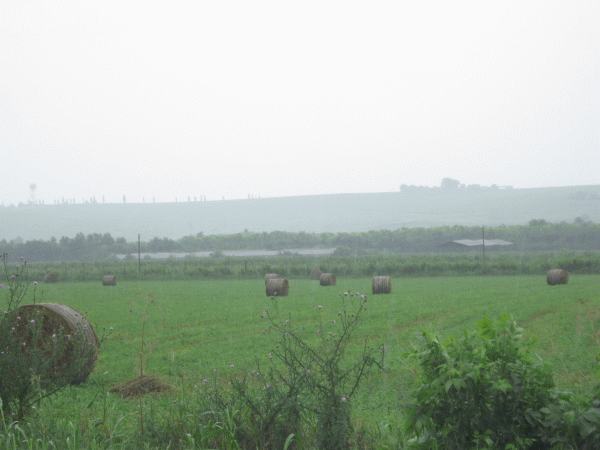Fondurile alocate anul acesta pentru investiţii în sectorul agricol vegetal au fost epuizate 