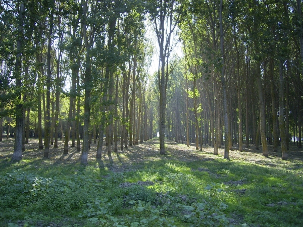 Romsilva a identificat alte aproape 4.000 de hectare de păduri virgine şi cvasivirgine