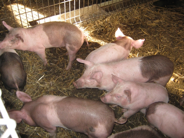 Administratorul fermei de porci a fiului liderului PSD, eliberat din arest şi pus sub control judiciar