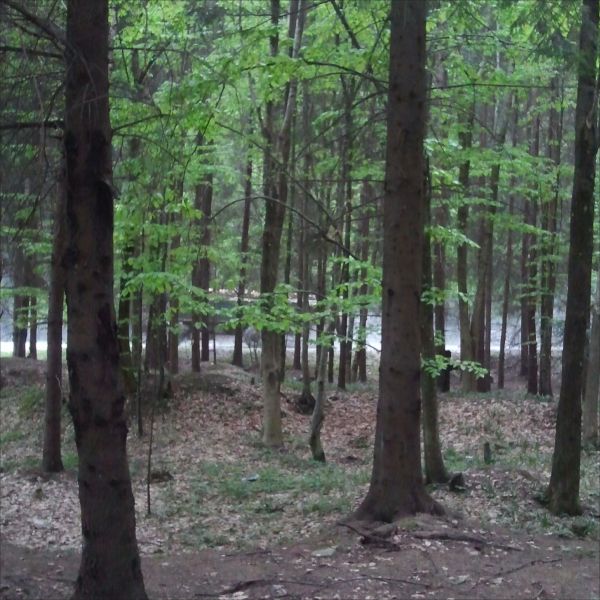 Primăria Braşov a obţinut 1,8 milioane de euro fonduri europene pentru construirea unui nou drum forestier