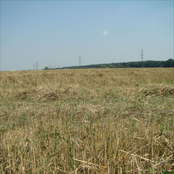 "Sunt zeci de mii de solicitări pentru cumpărarea de terenuri agricole"