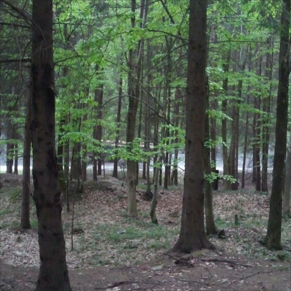 Greenpeace: Exploatarea din pădurea Bratocea este realizată ilegal