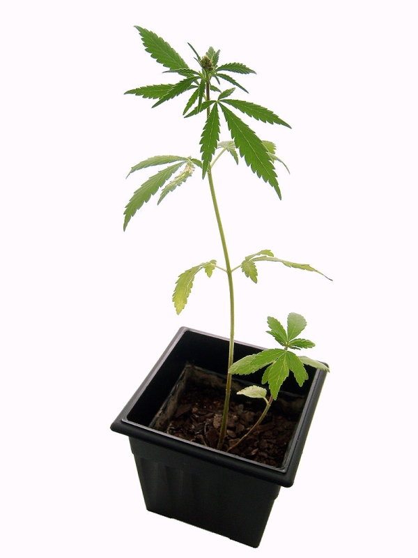 Planta canabis (Sursa foto: Wikipedia)