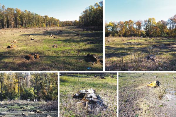 Peste 13 hectare din Pădurea Spătaru, complet despădurite