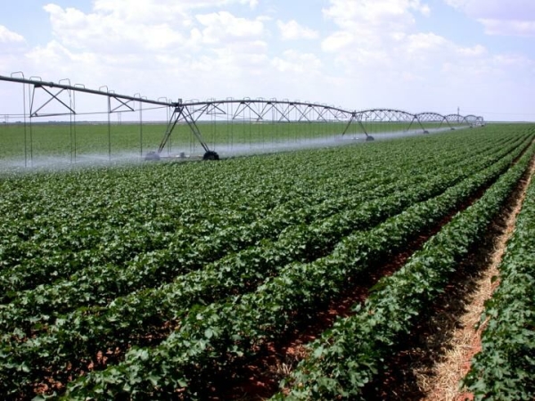 Eures România recrutează 800 de lucrători în domeniul agricol în Spania