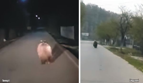 Siguranţa cetăţeanului şi operaţiunea "plimbă ursul"