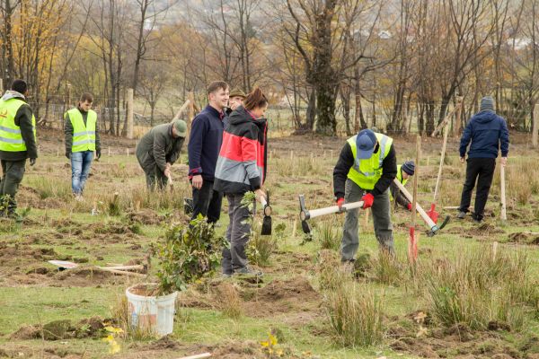 Peste 21.000 de arbori plantaţi la Poieni-Solca, pe o suprafaţă forestieră degradată 