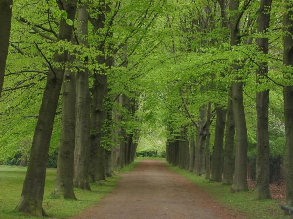"Sectorul forestier este afectat de o criză gravă de resursă lemnoasă"