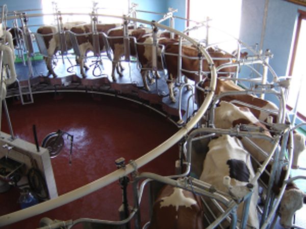 Lactalis retrage şi alte loturi de lapte praf produse în Franţa