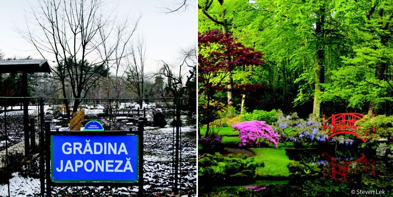 Primarul General, Gabriela Firea, a vizitat împreună cu premierul Japoniei, Shinzo Abe, Grădina Japoneză din parcul Regele Mihai (Herăstrău). Comunicatul Primăriei susţine că premierul japonez a dorit să viziteze grădina, în condiţiile în care experţii Ambasadei Japoniei la Bucureşti au acordat asistenţă tehnică de specialitate în reamenajarea acestei locaţii.Interesant este că premierul japonez a vizitat Grădina japoneză exact în etapa programată să se întâlnească cu Mihai Tudose, care, între timp, demisionase de la Palatul Victoria, astfel că România nu i-a mai putut alinia vizitatorului un omolog.În fotografia din stânga, Grădina Japoneză de la Bucureşti, în luna ianuarie, este destul de tristă şi îngheţată (faţă de o grădină japoneză din altă ţară - foto dreapta), dar ceea ce nu se vede este că-i închisă cu lacăt şi a fost deschisă special pentru înaltul oaspete.În gândirea tradiţională din Ţara Soarelui Răsare, grădina este sufletul grădinarului, în timp ce în folclorul românesc, ea este implicată în exclamaţia "Mare ţi-e Grădina Ta, Doamne!" - vizita premierului nipon a prilejuit implicit acest schimb de înţelepciune.