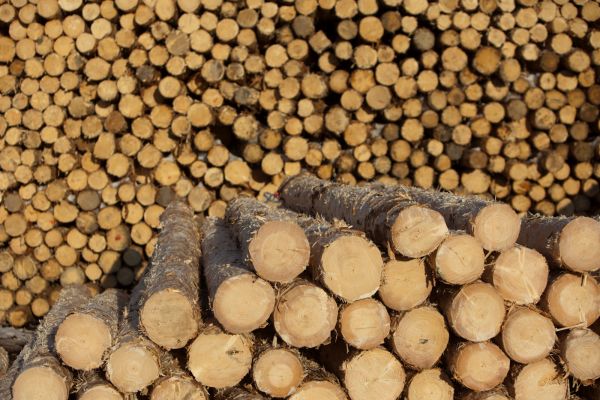 IKEA a achiziţionat 10.000 hectare de pădure în SUA 