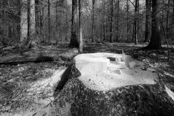 "Polonia a încălcat legea europeană dispunând tăieri în Pădurea Bialowieza" 