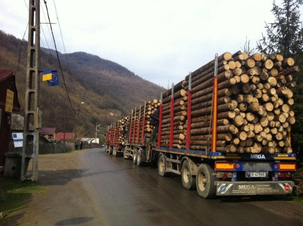 Grupul Schweighofer iese din rândul proprietarilor de păduri din ţara noastră