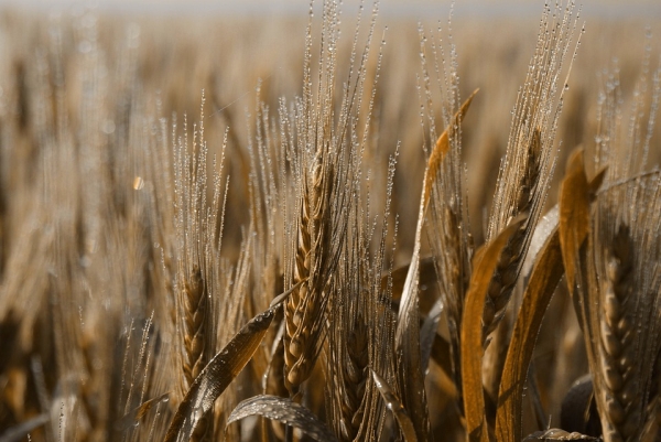 Producţia de cereale a ţării noastre a crescut cu 12,4% anul trecut, până la 24,5 milioane tone