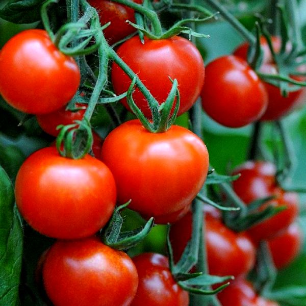 Exces de tomate autohtone pe piaţă