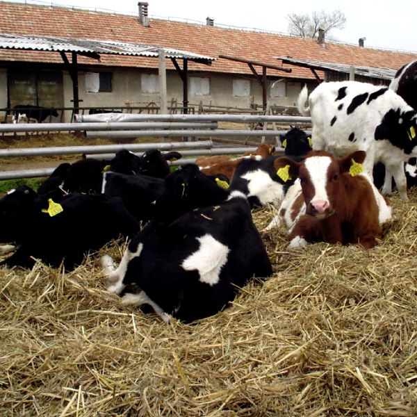 AFIR: Submăsurile de finanţare pentru tinerii fermieri şi fermele mici, lansate în august