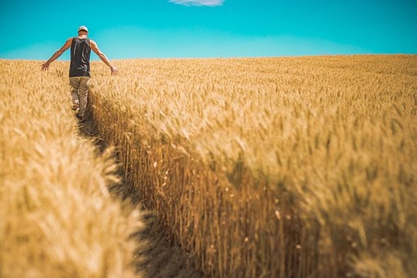 Agricover raportează venituri de 1,43 miliarde lei