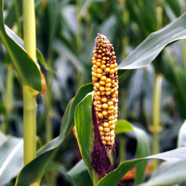 Aproape 50% din suprafaţa agricolă a judeţului, calamitată