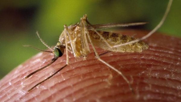 Grecia - riscul contractării virusului West Nile