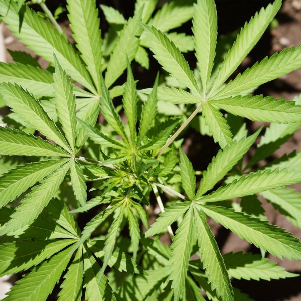 Canabisul a devenit legal în Canada