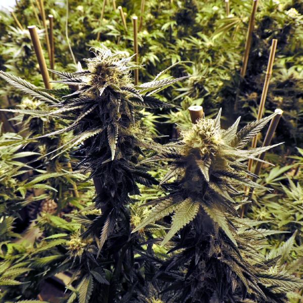 Marijuana a devenit medicament şi în Thailanda