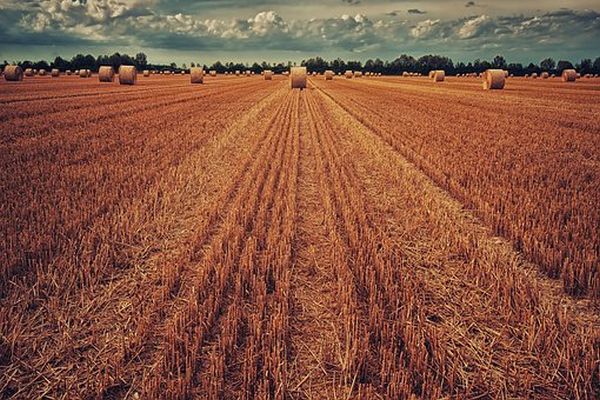 Egiptul a importat 60 mii tone grâu din România
