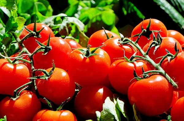 Programul de sprijin pentru tomatele româneşti continuă şi în 2019