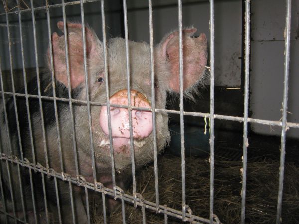 Peste 1.100 de focare de pestă porcină africană, în 22 de judeţe