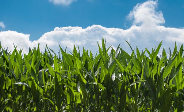 "Agricost a planificat investiţii de 35 milioane euro, în noi utilaje agricole"