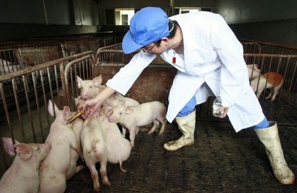 China acordă sprijin financiar crescătorilor afectaţi de pestă porcină