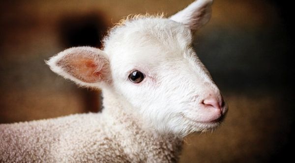 România a exportat aproape 1,1 milioane de animale vii