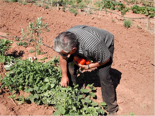 Ţara noastră, pe primul loc la ponderea populaţiei ocupate în agricultură