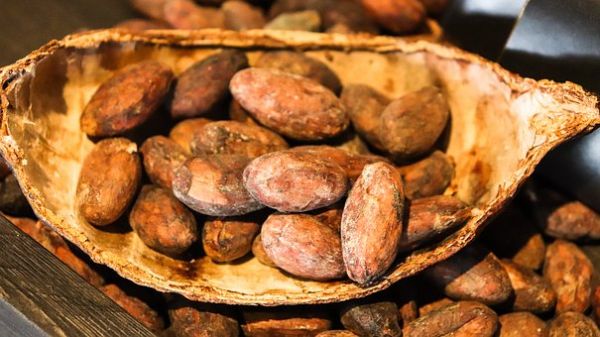 Coasta de Fildeş şi Ghana au reluat vânzările de cacao
