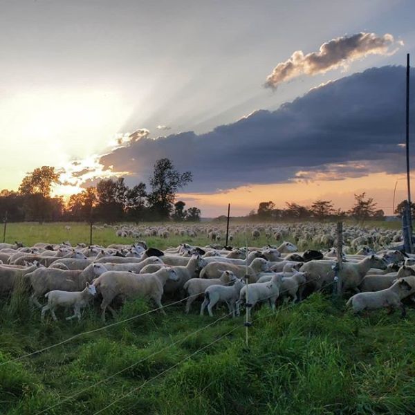 Guvernul a dublat ajutorul de minimis acordat crescătorilor de ovine 