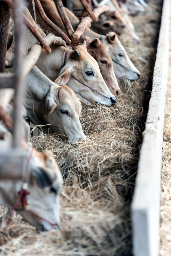 Încălzirea globală, combătută cu schimbarea obiceiurilor alimentare