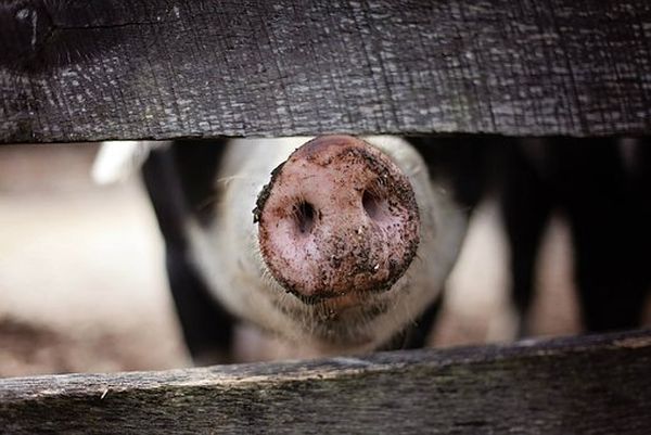 Crescătorii de animale cer uciderea tuturor porcilor din jurul marilor ferme