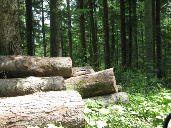 Greenpeace: mediul trebuie să fie temă de campanie electorală
