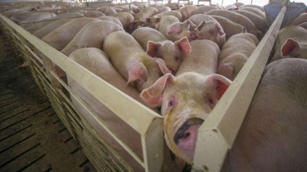 Preţul de achiziţie al cărnii de porc a crescut cu 15% faţă de anul trecut
