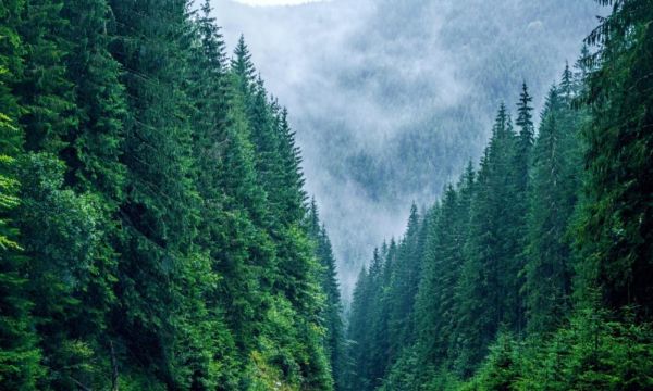 Asociaţia Forestierilor din România şi PEFC România au parafat un protocol de colaborare
