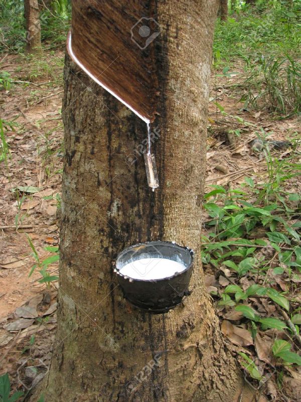Poducătorii de cauciuc natural se aşteaptă la o diminuare a producţiei cu 800.000 de tone